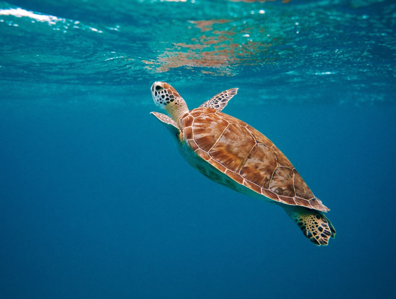 Underwater swimming turtle Marina slider image 3-min